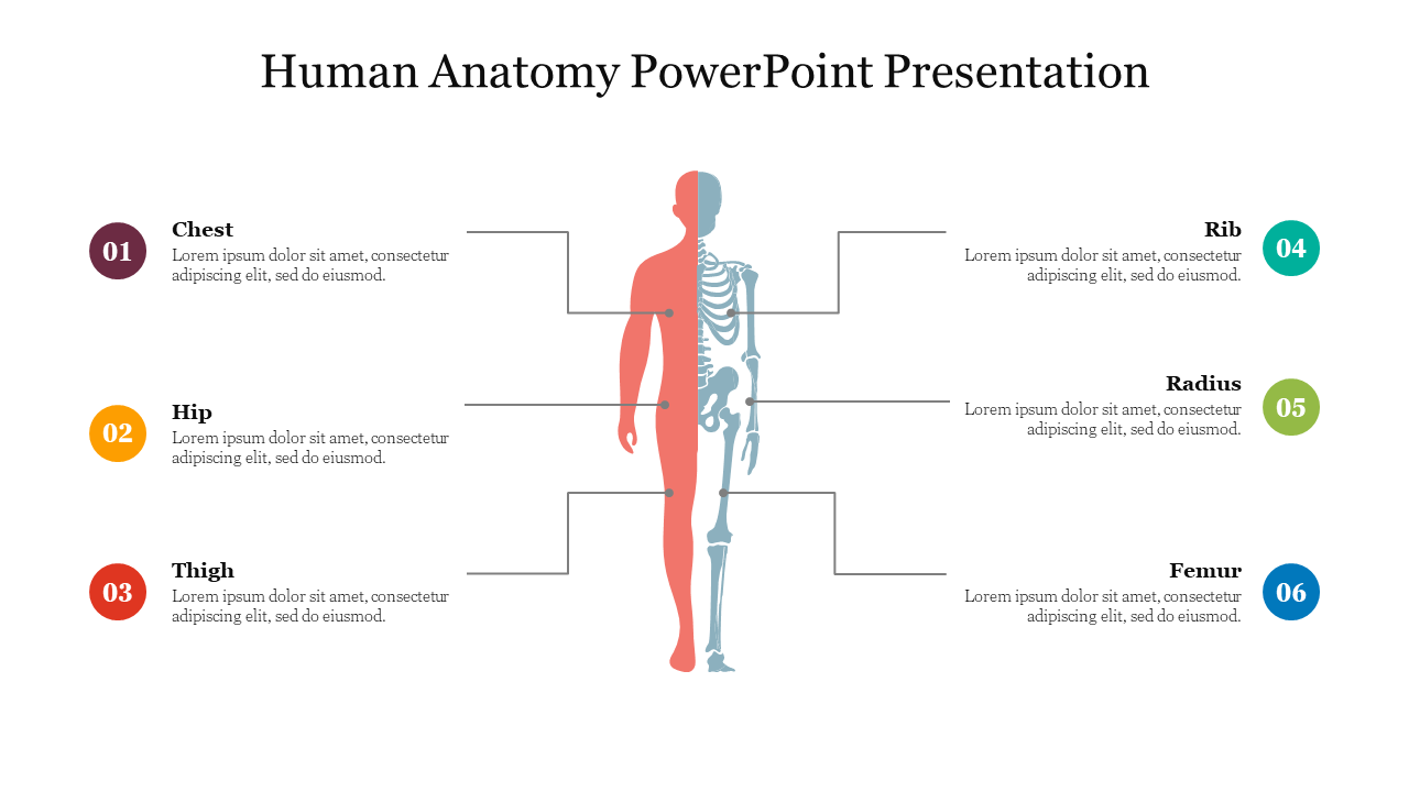 Human Anatomy PowerPoint Presentation